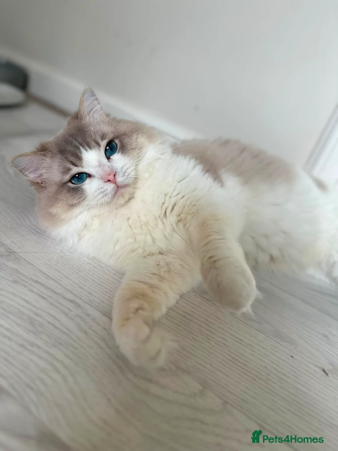 Ragdoll cats for stud: Ragdoll stud  - Advert 1