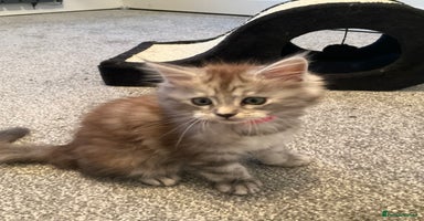 Maine Coon cats - Advert 3
