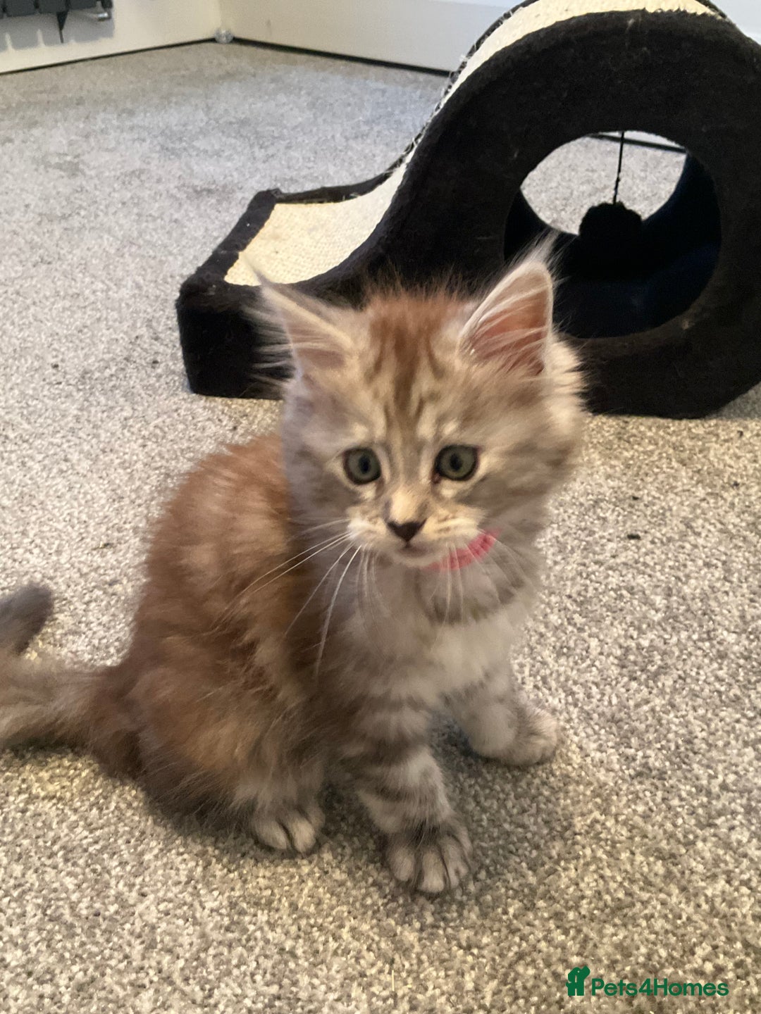 Maine Coon cats for sale: Very large beautiful Main coons - Image 2