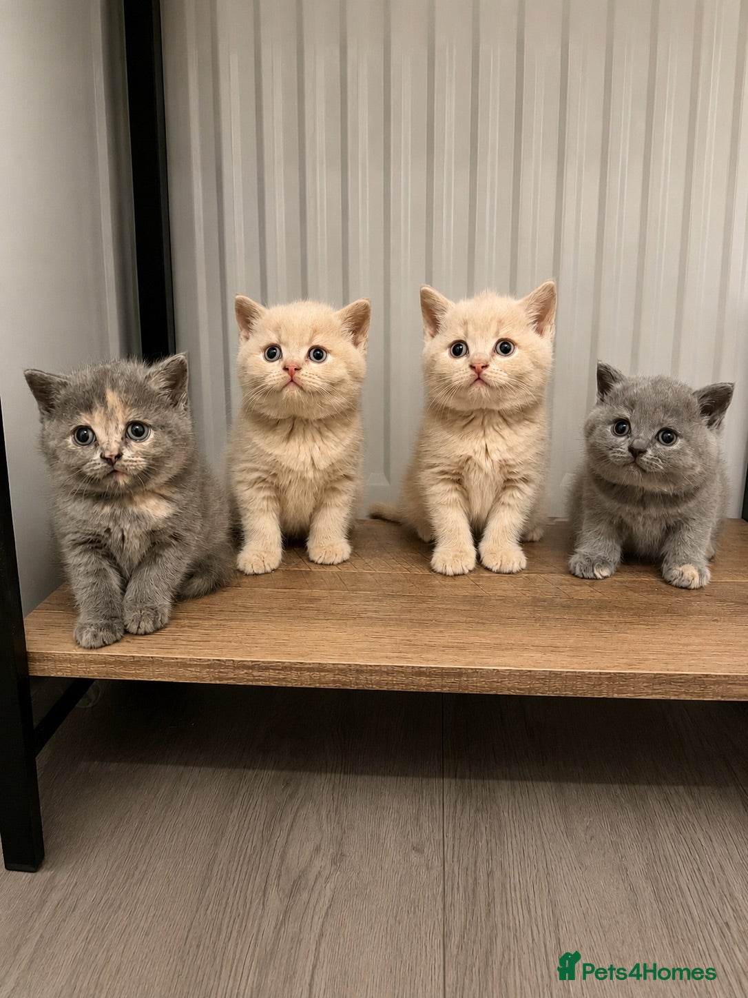 British Shorthair cats British shorthair kittens.  - Advert 3