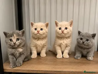 British Shorthair cats British shorthair kittens. - Advert 3