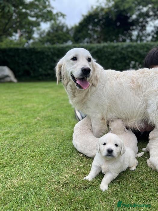Golden Retriever dogs Golden retriever puppies ready today - Advert 2