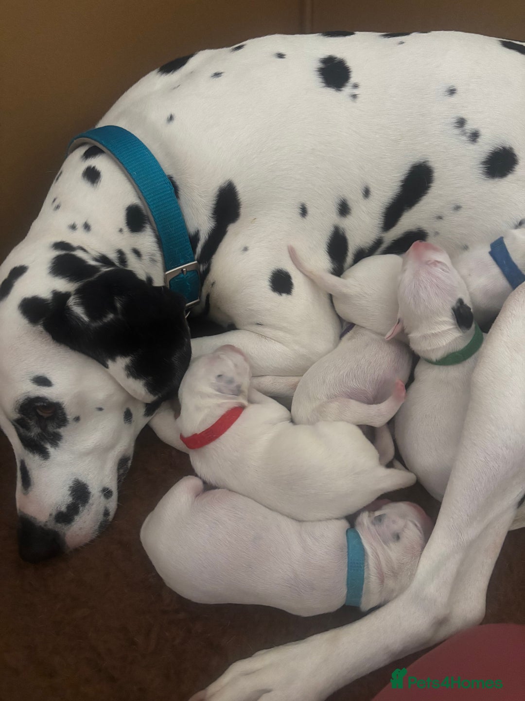 Dalmatian dogs for sale: 6 Beautiful Chunky Dalmatians born 27/5/25 in Stafford - Image 11