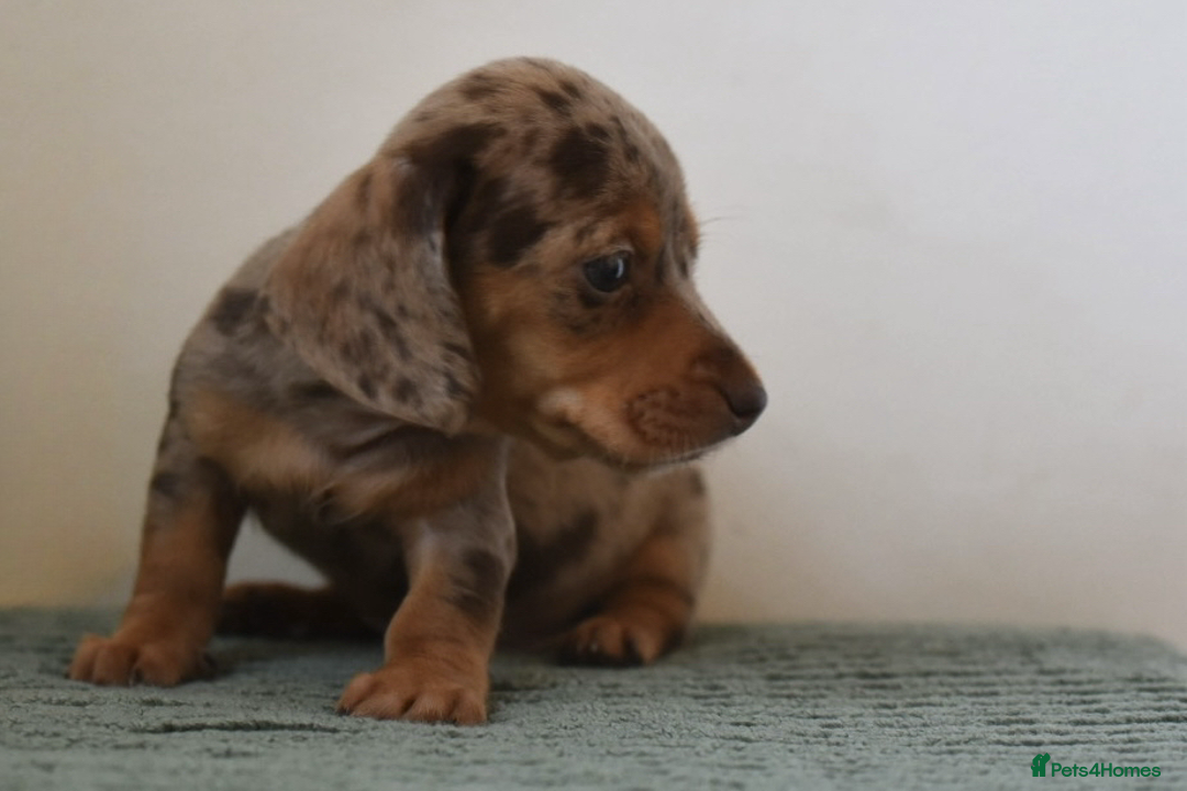 Miniature Dachshund dogs for sale: Mini smooth dachshunds  - Image 19