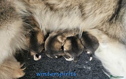 Alaskan Malamute dogs for sale: Alaskan Malamute puppies  - Advert 16