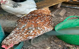Chickens poultry for sale: 11 chickens for sale  - Image 16