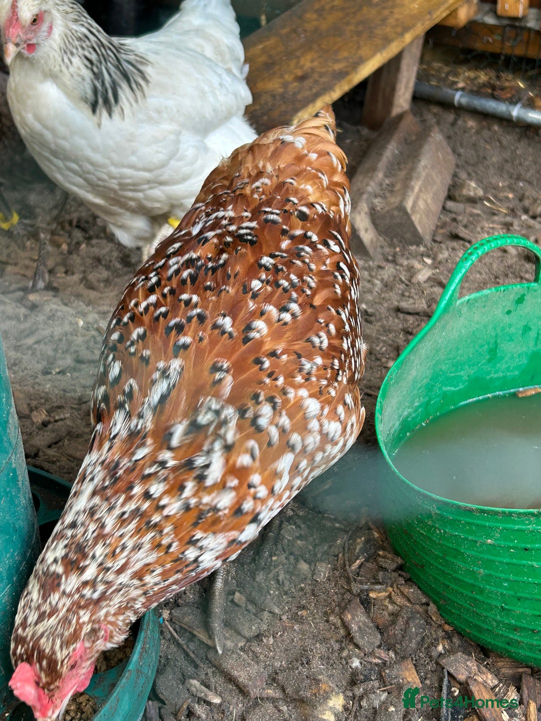 Chickens poultry for sale: 11 chickens for sale  - Image 16