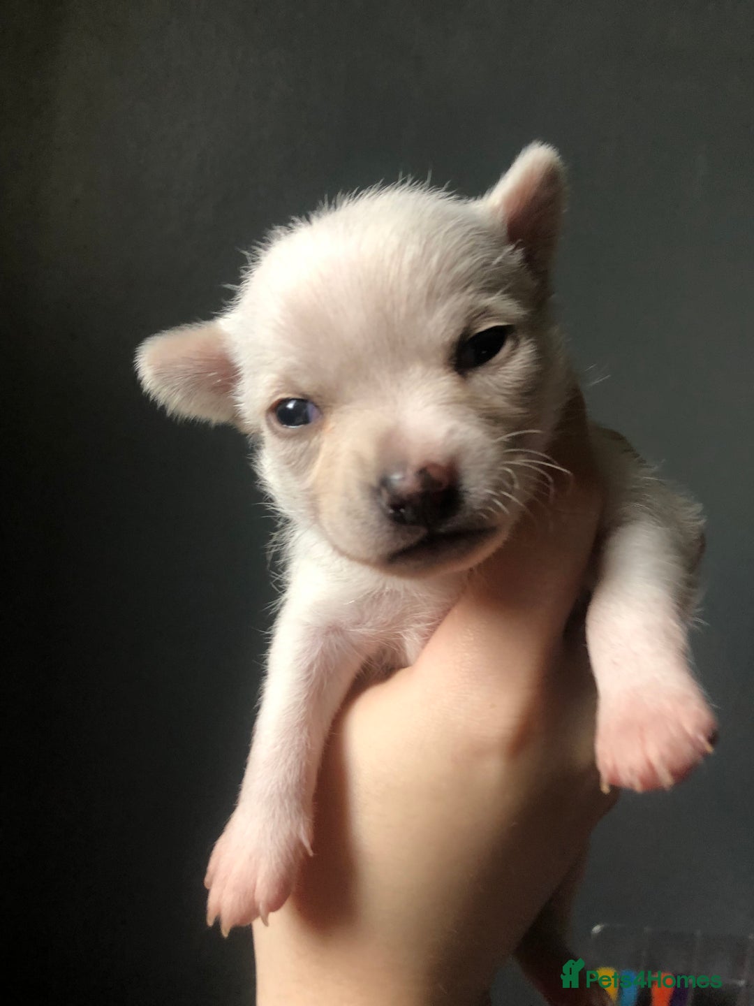 Pomchi dogs for sale: 🐾MALE POMCHI PUPPIES🐾 - Advert 26