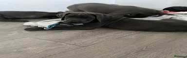 Great Dane 3