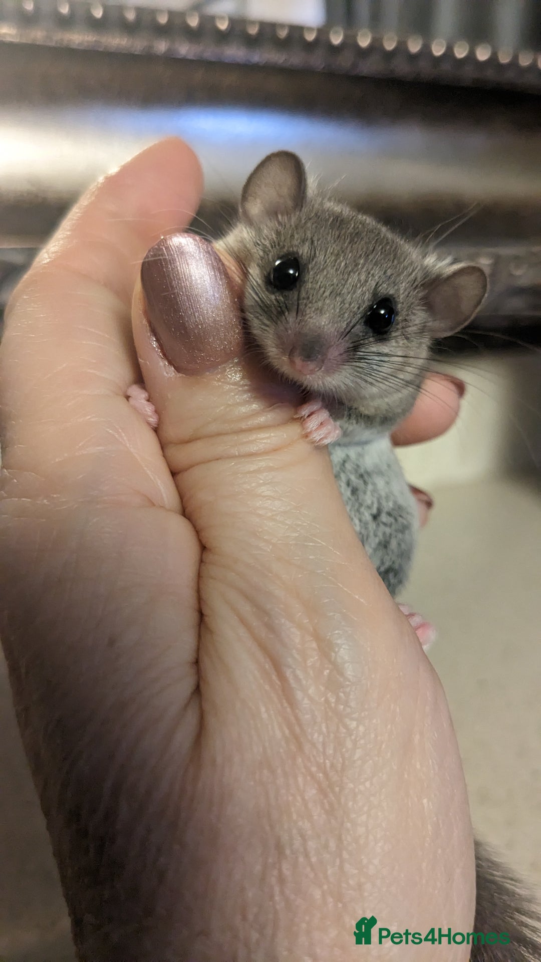 Mouse rodents for sale: African Pygmy Dormice  - Image 2