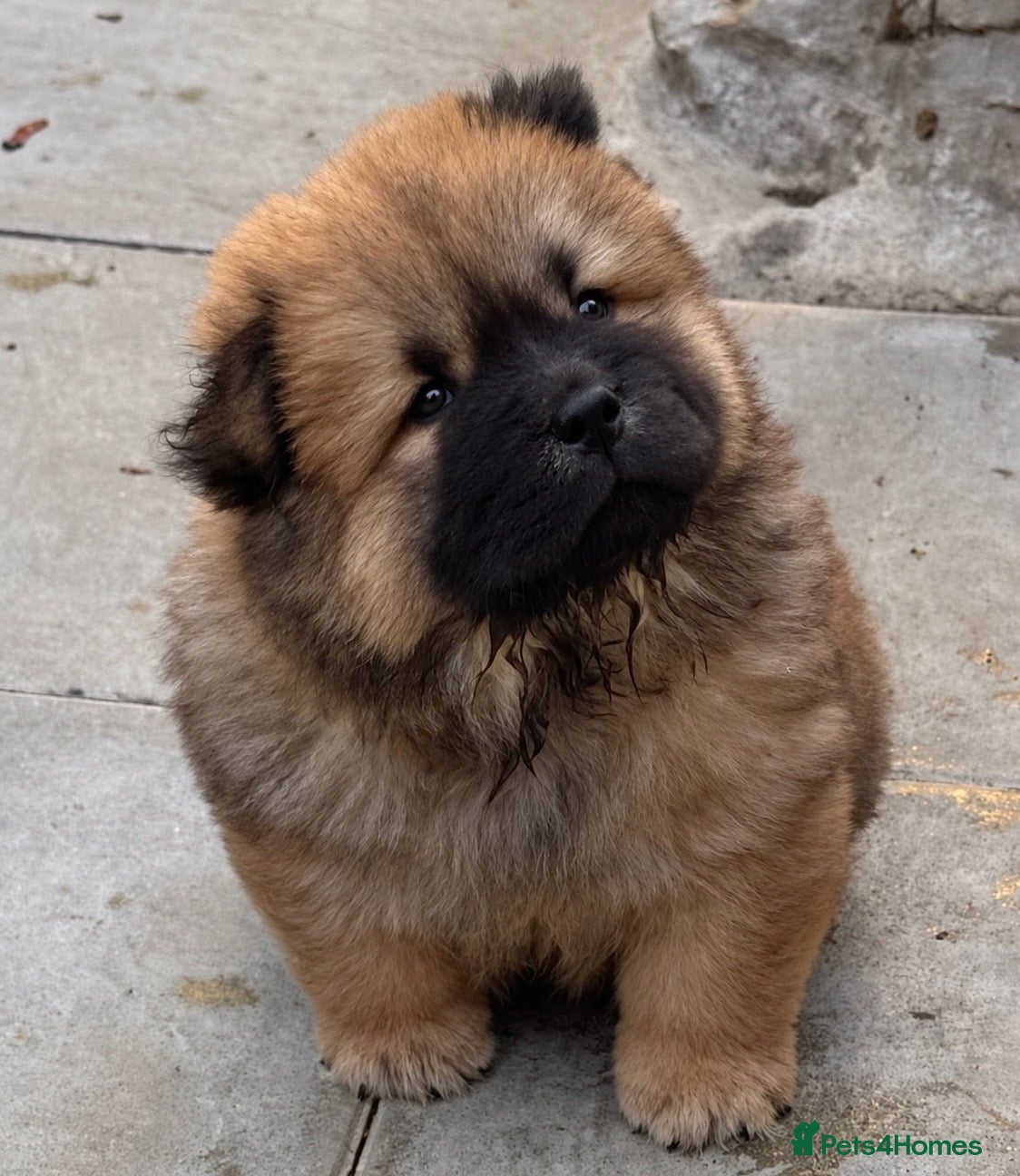 Chow Chow dogs for sale: Wyvernwest have 2 stunning boys available   - Advert 10