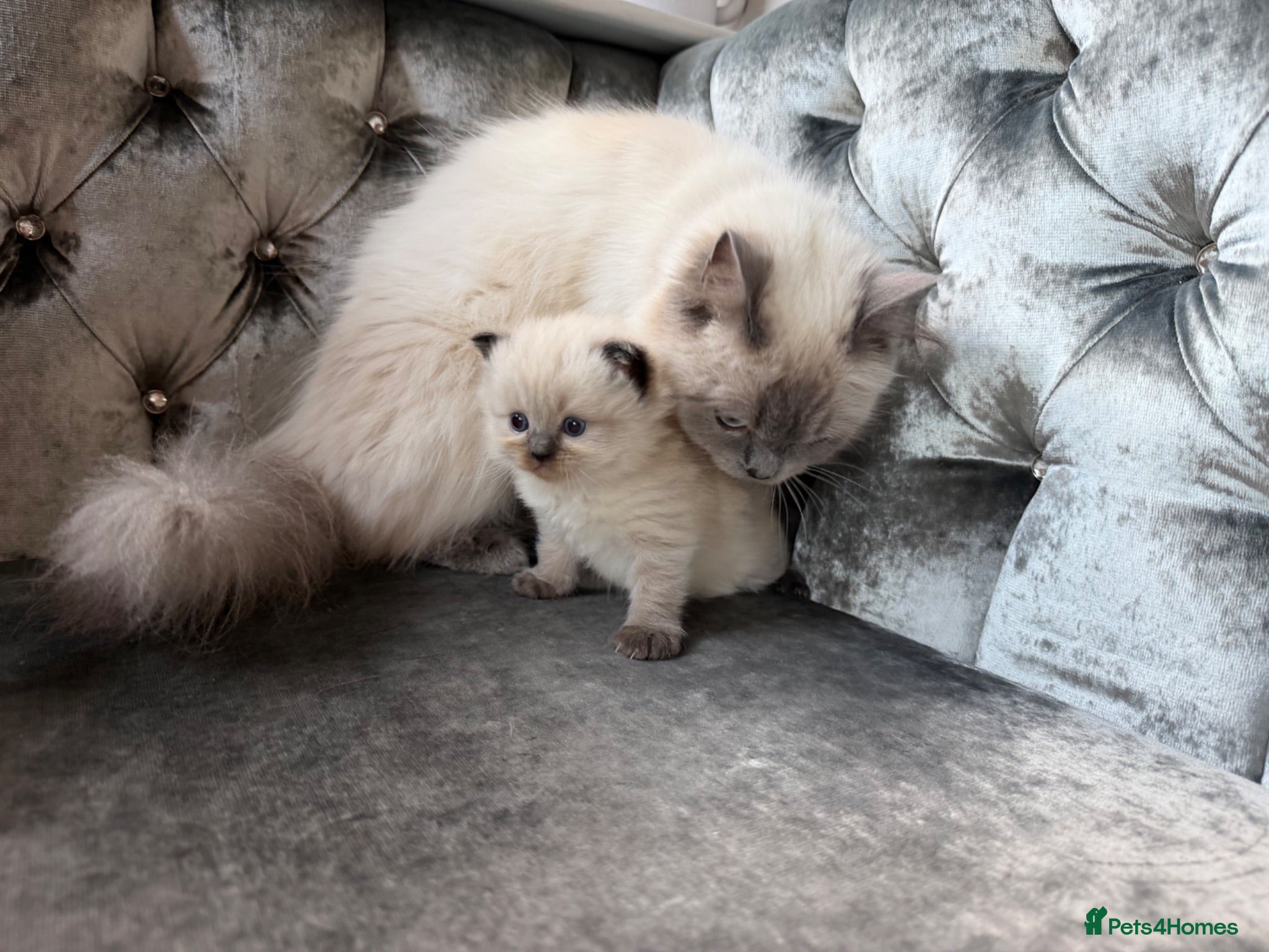 Ragdoll cats Ragdoll - Advert 2