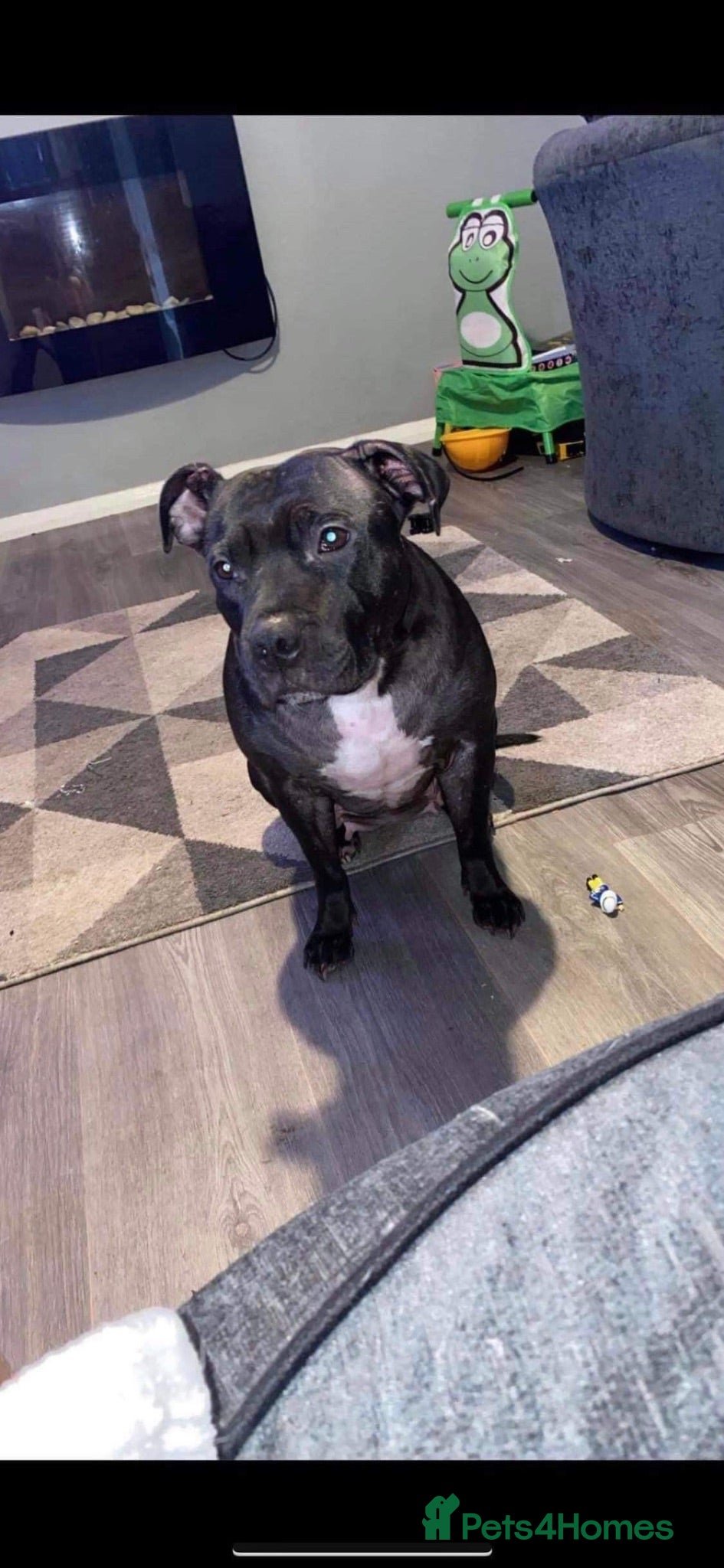 Staffordshire Bull Terrier dogs Litter of staffy puppies  - Advert 1
