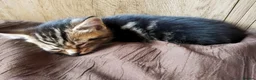 Bengal cats for sale: Beautiful kitten ready for new home 🐾🐈 - Advert 15