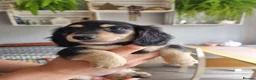 Miniature Dachshund dogs for sale: 🌟KC reg.Miniature LH Dachshund Puppies 🌟  - Advert 26