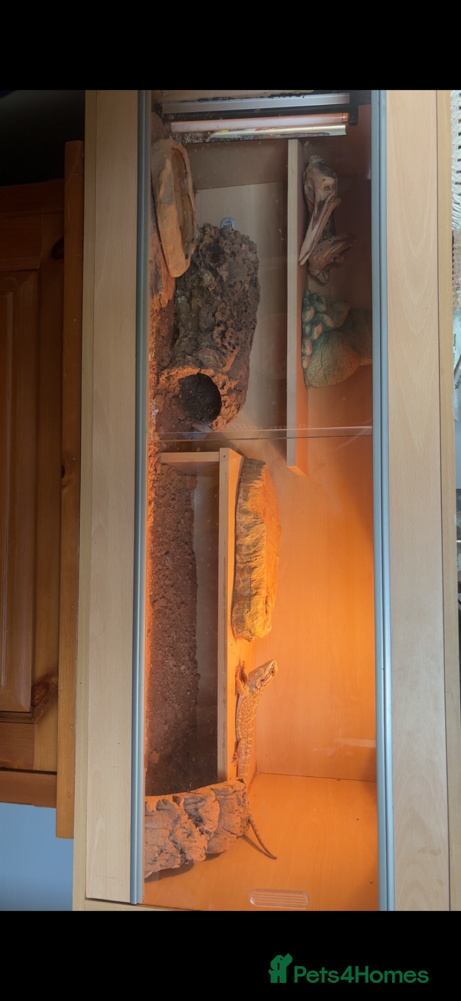 Bearded Dragon reptiles Red striped male bearded dragon plus enclosure  - Advert 3