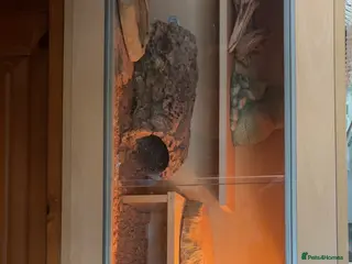 Bearded Dragon reptiles Red striped male bearded dragon plus enclosure - Advert 3