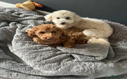 Toy Poodle dogs for sale: KC Registered Toy Poodle Treasures  - Image 13