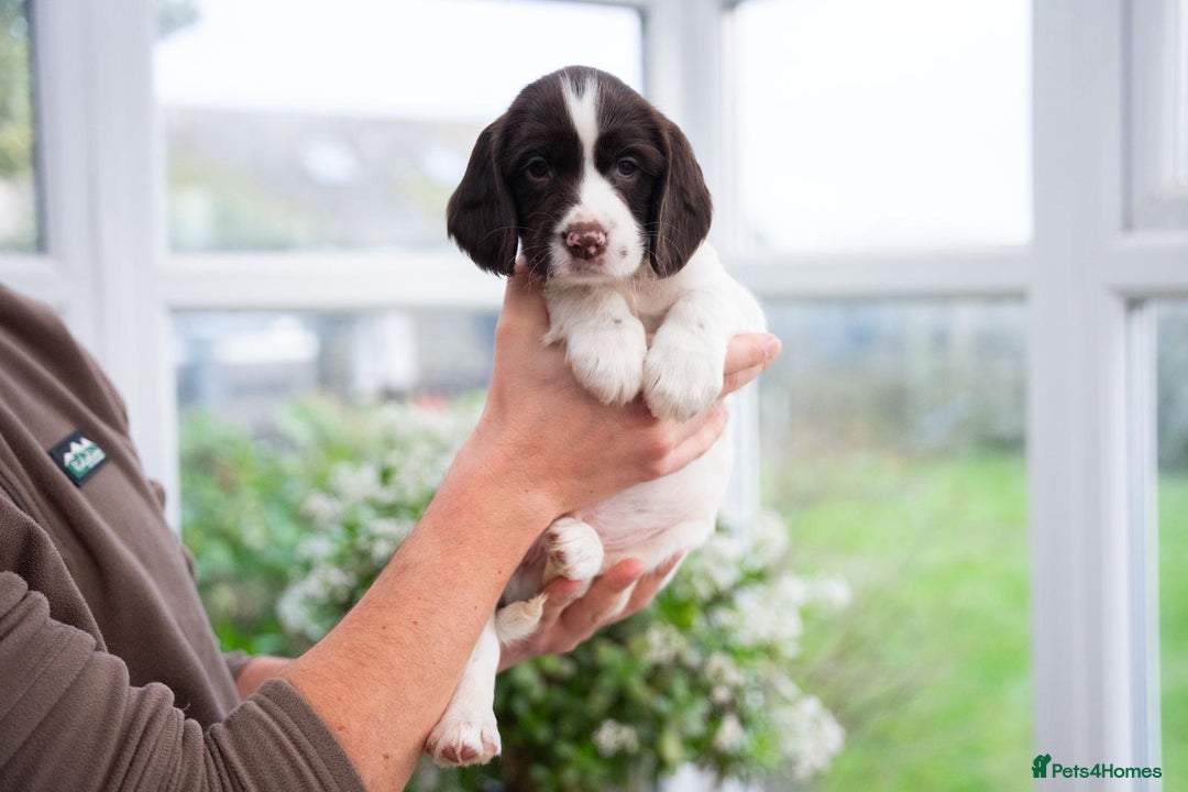 English Springer Spaniel dogs for sale: English Springer Spaniel  - Advert 10