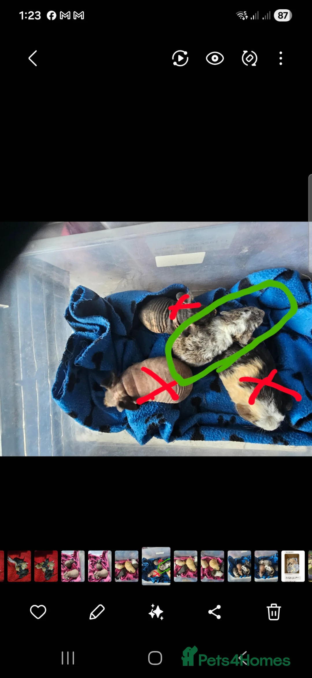 Guinea Pig rodents for sale: Skinnys Werewolfs & Lakelands Available  - Advert 2