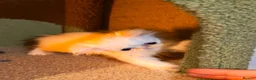 Persian cats for sale: cute Persian kittens looking for a home  in Hounslow - Advert 29