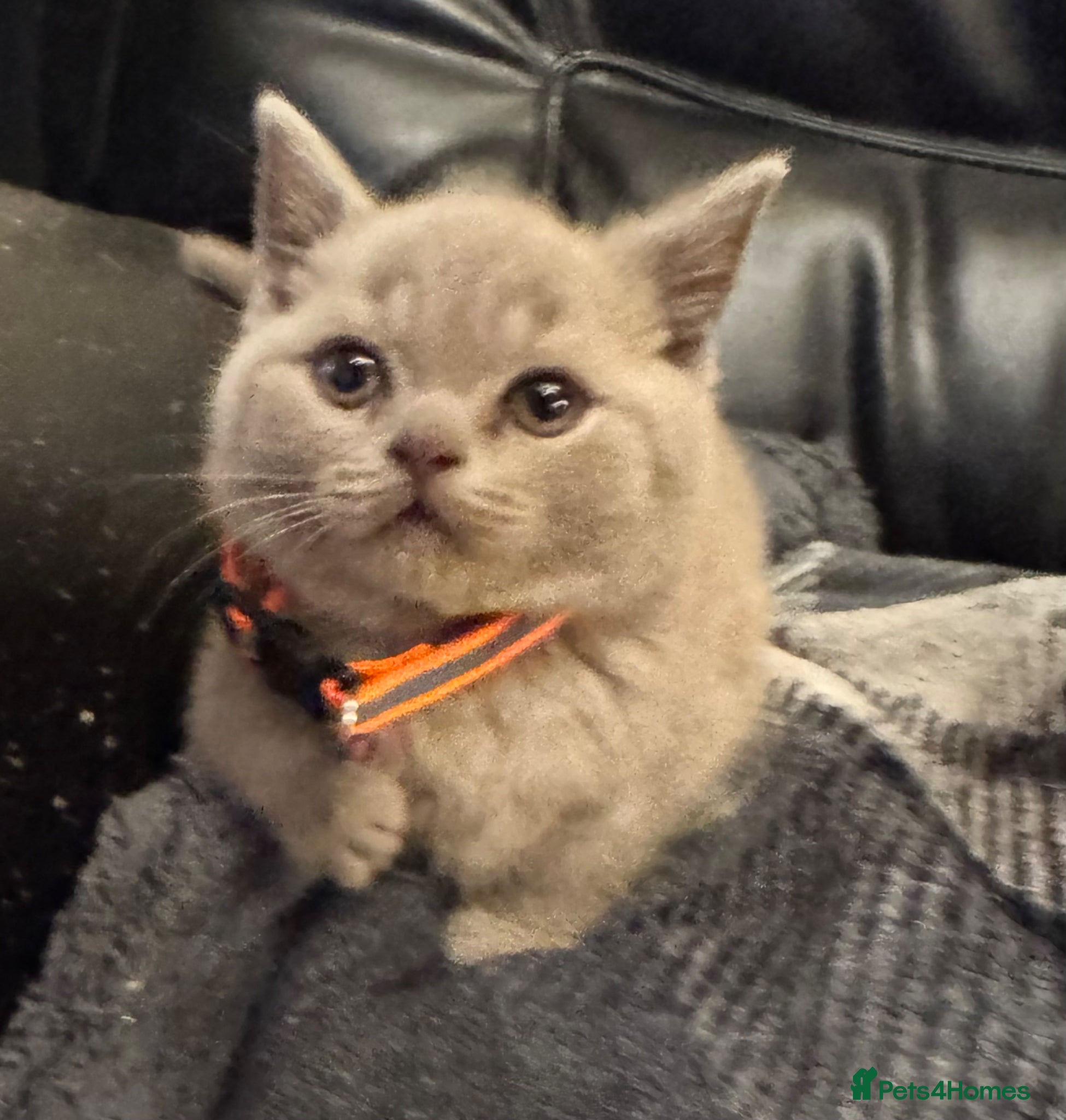 British Shorthair cats Beautiful Lilac British Shorthair kittens for sale - Advert 1