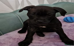 Staffordshire Bull Terrier dogs for sale: Beautiful Staffy Girl - Image 1
