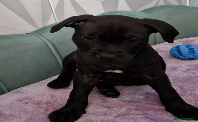 Staffordshire Bull Terrier dogs - Advert 1