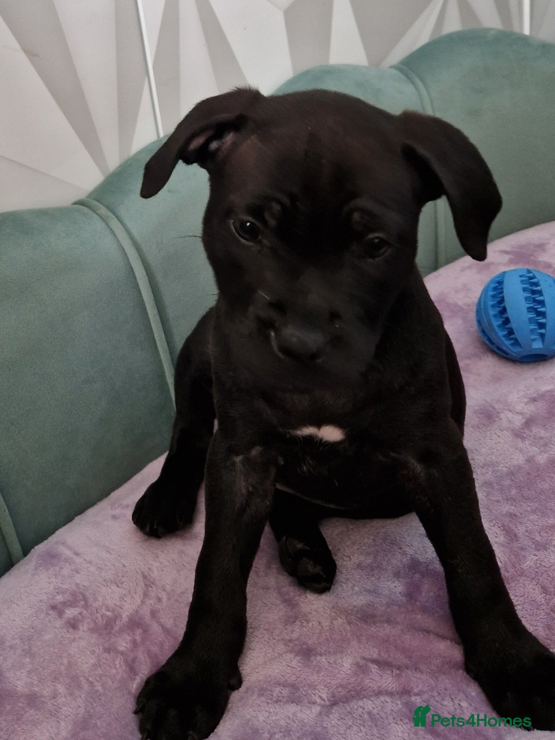 Staffordshire Bull Terrier dogs for sale: Beautiful Staffy Girl - Image 1