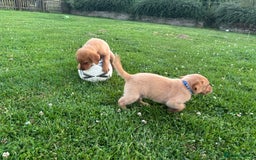 Labrador Retriever dogs for sale: Red fox / yellow KC Registered Labradors - Image 15