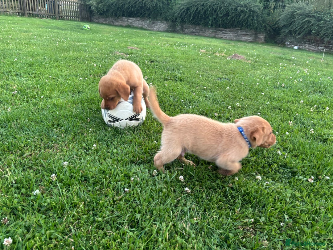 Labrador Retriever dogs for sale: Red fox / yellow KC Registered Labradors - Image 15