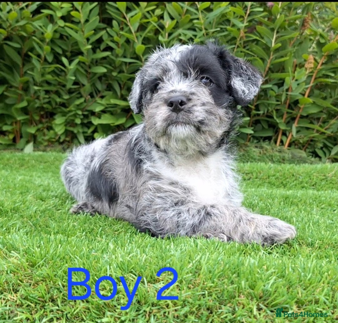Miniature Poodle dogs for sale: Foodle French Bulldog X Poodle Ready Now - Image 14