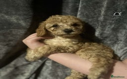 Cockapoo dogs for sale: Beautiful cockapoo baby's  - Image 2