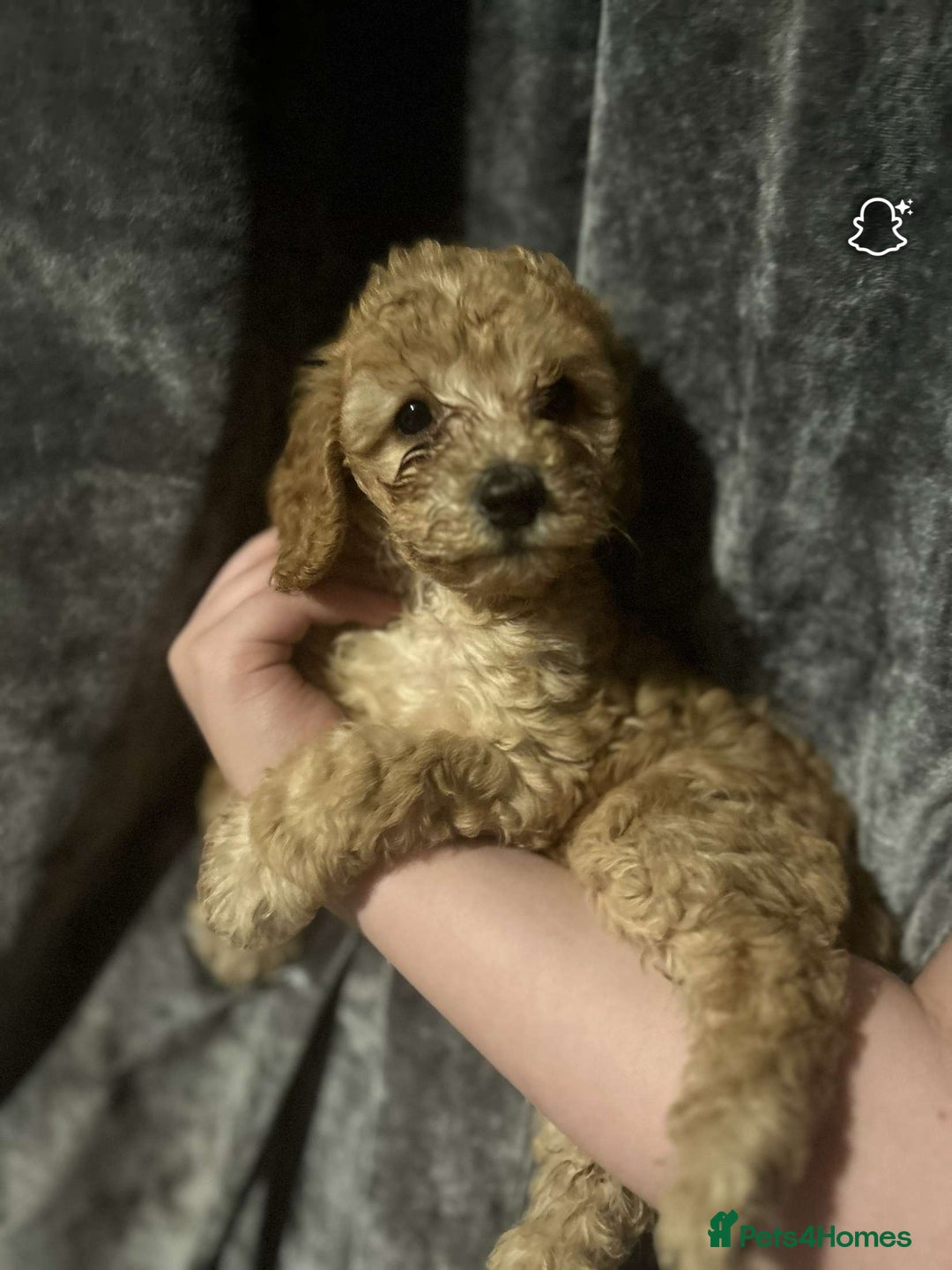 Cockapoo dogs for sale: Beautiful cockapoo baby's  - Image 2
