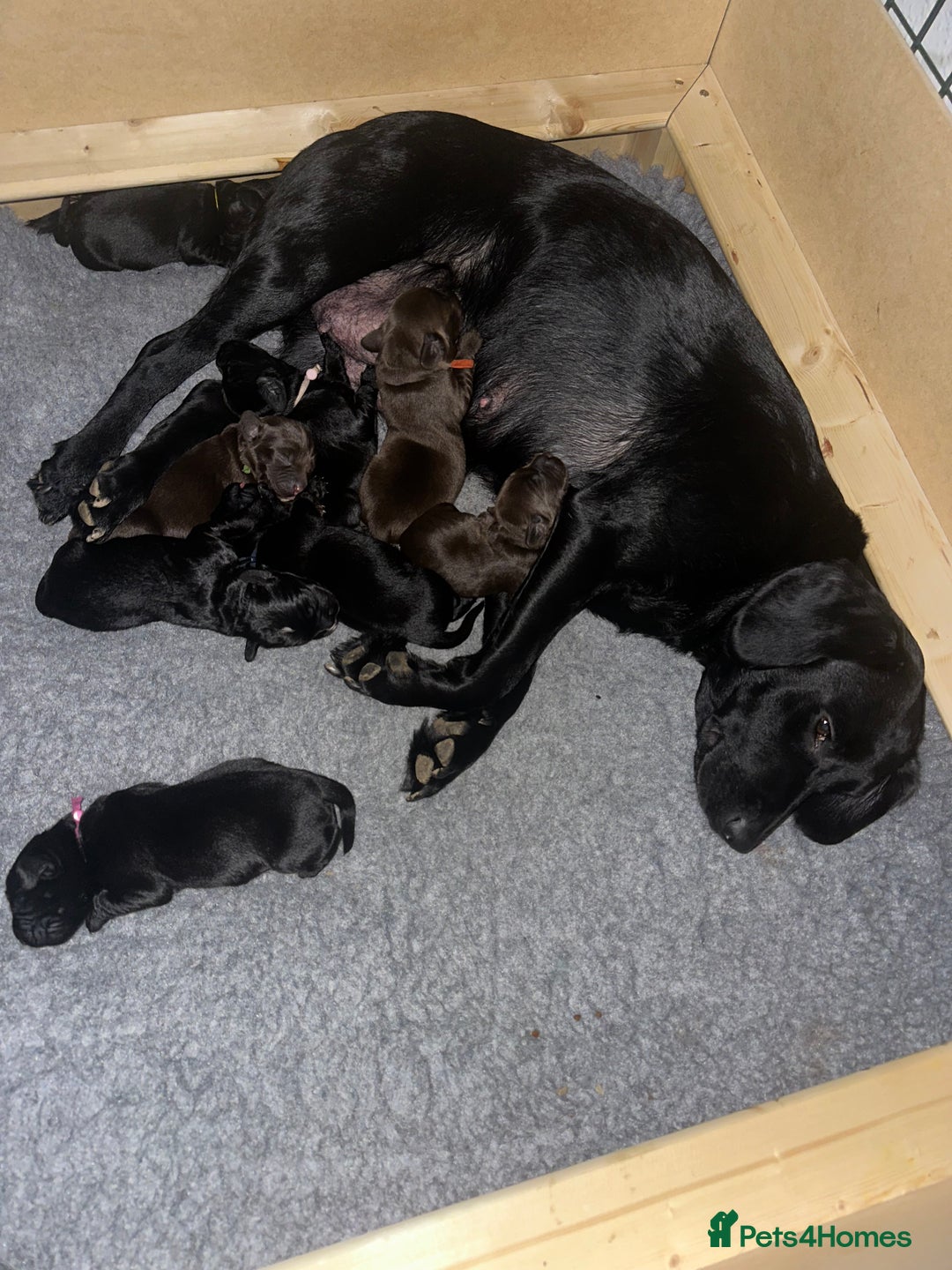 Springador dogs for sale: Springador Puppies - Advert 4