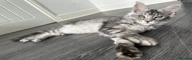 Miss Clover ( Pink) - Black Silver Tabby