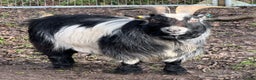 Goats livestock for sale: Pedigree Pygmy Goat - Excellent Stud - Advert 4