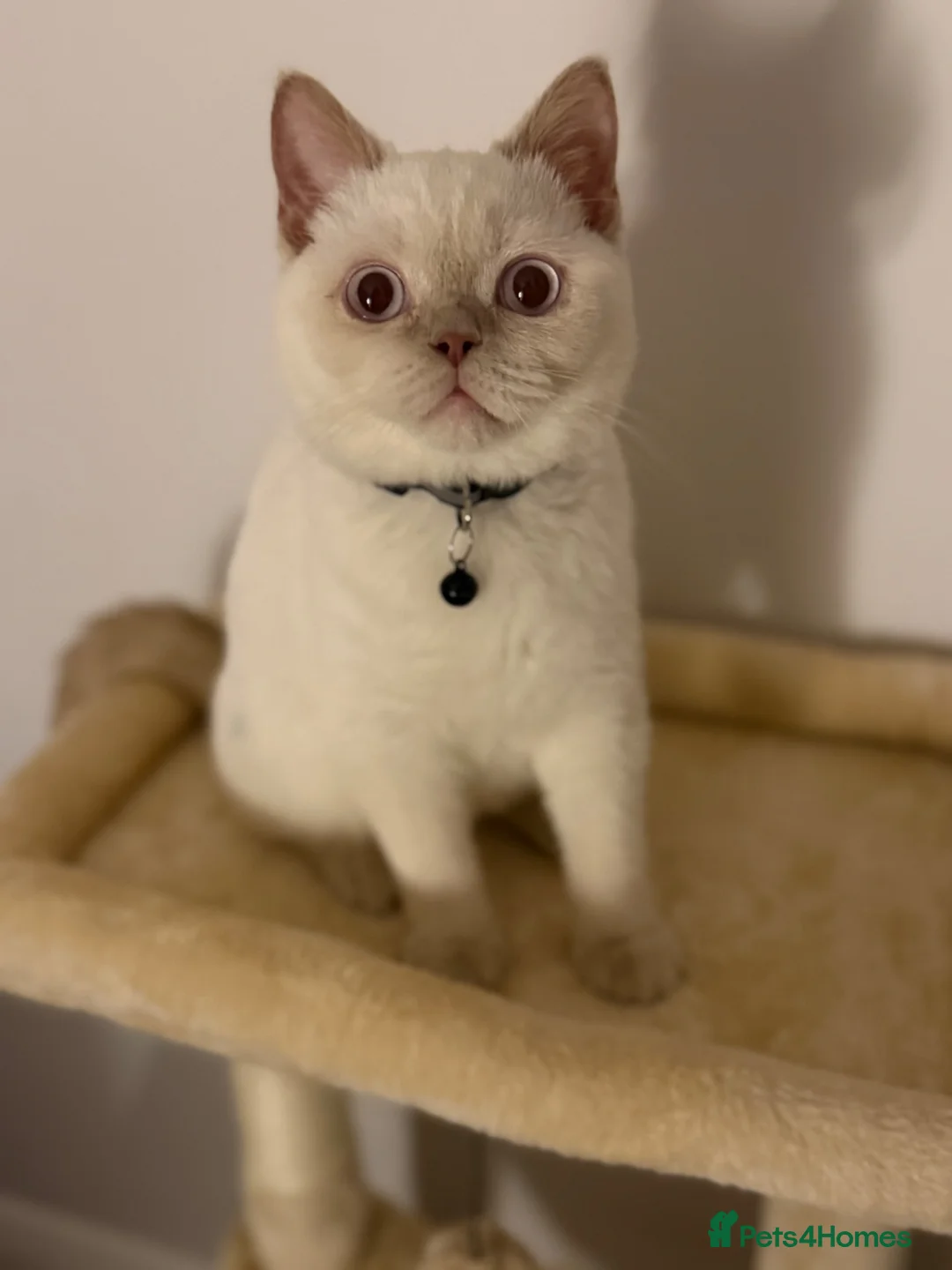 British Shorthair cats for sale: Male British Short Hair Colour Point  in Watford - Advert 3