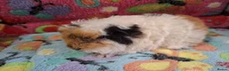 Guinea Pig rodents for sale: Baby Longhaired Boars Texel/Merino/Teddies RTR  - Advert 22