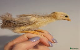 Chickens poultry for sale: Pure Serama Chick Pairs – Silkie Feather Type  - Image 8