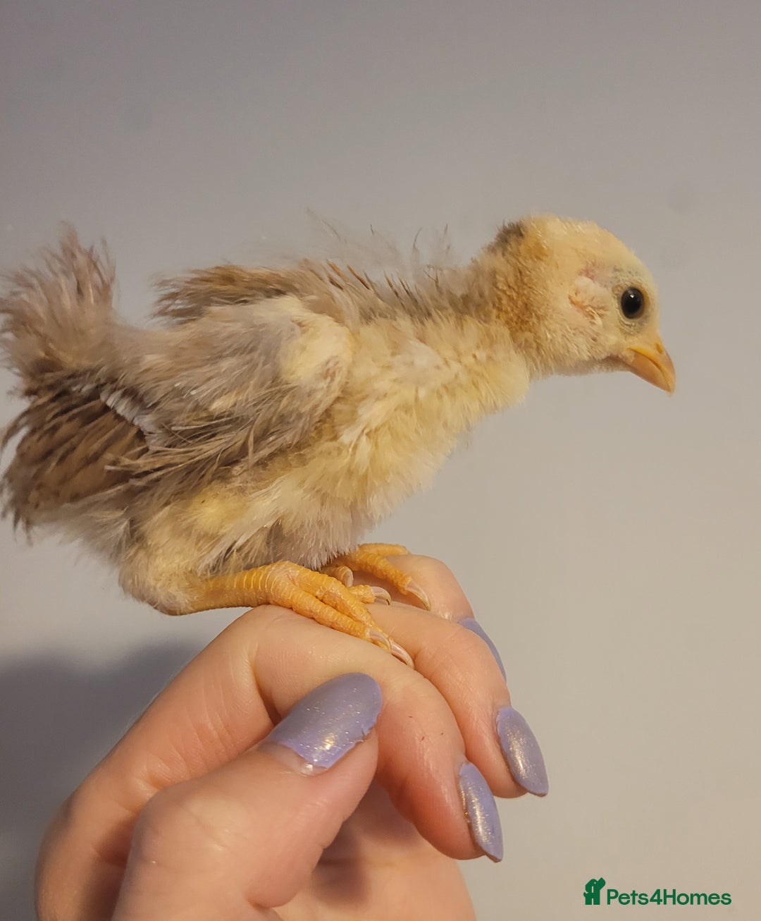 Chickens poultry for sale: Pure Serama Chick Pairs – Silkie Feather Type  - Image 8