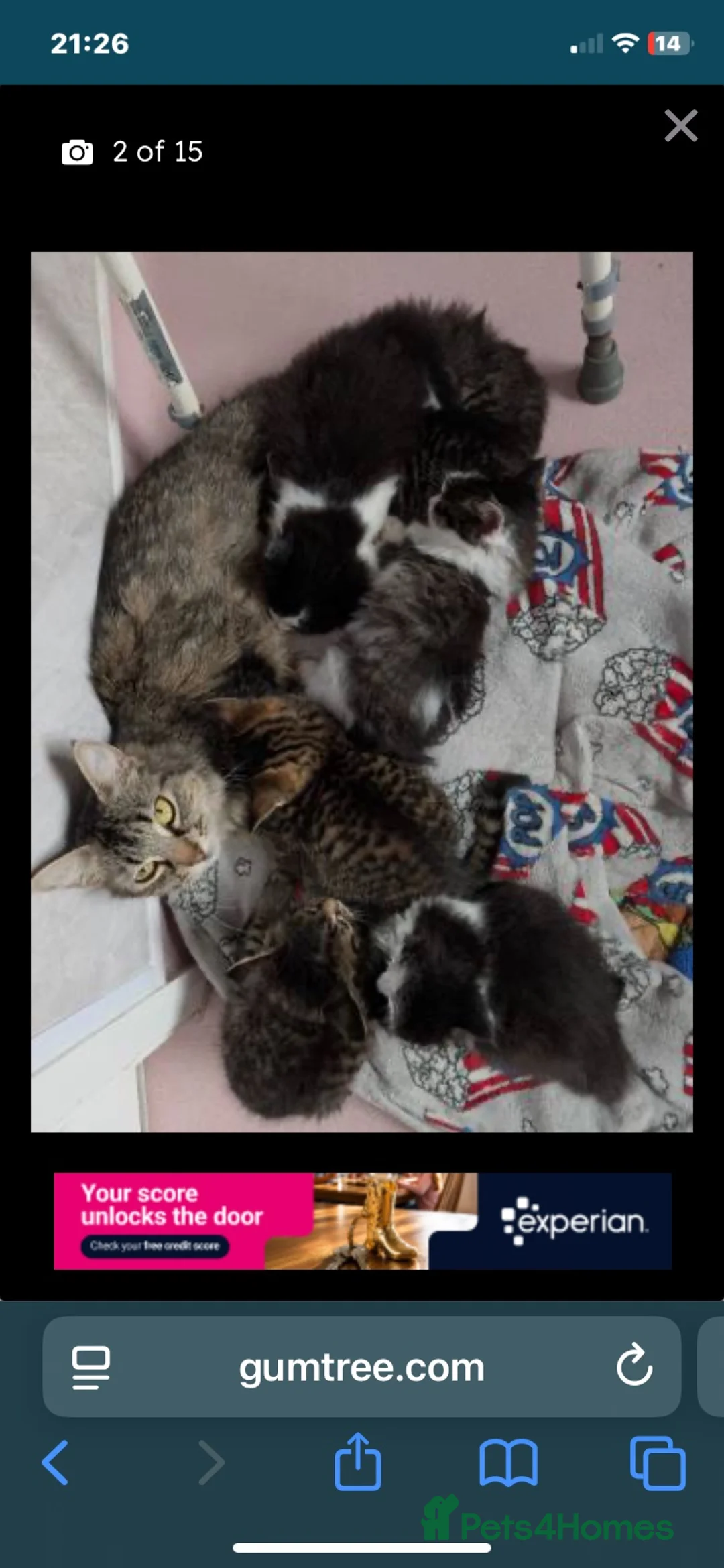 Mixed Breed cats for sale: 7 kittens looking for there forever homes. - Advert 1