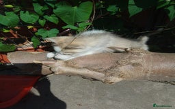 Siberian Husky dogs for sale: Siberian Husky Puppies in Birmingham - Image 11