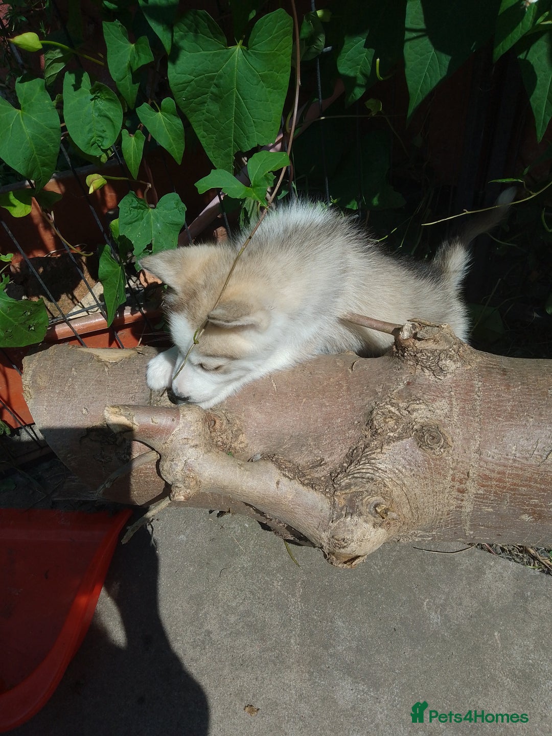 Siberian Husky dogs for sale: Siberian Husky Puppies in Birmingham - Image 11