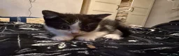 British Shorthair cats for sale: Kittens ready for a new home  - Advert 23