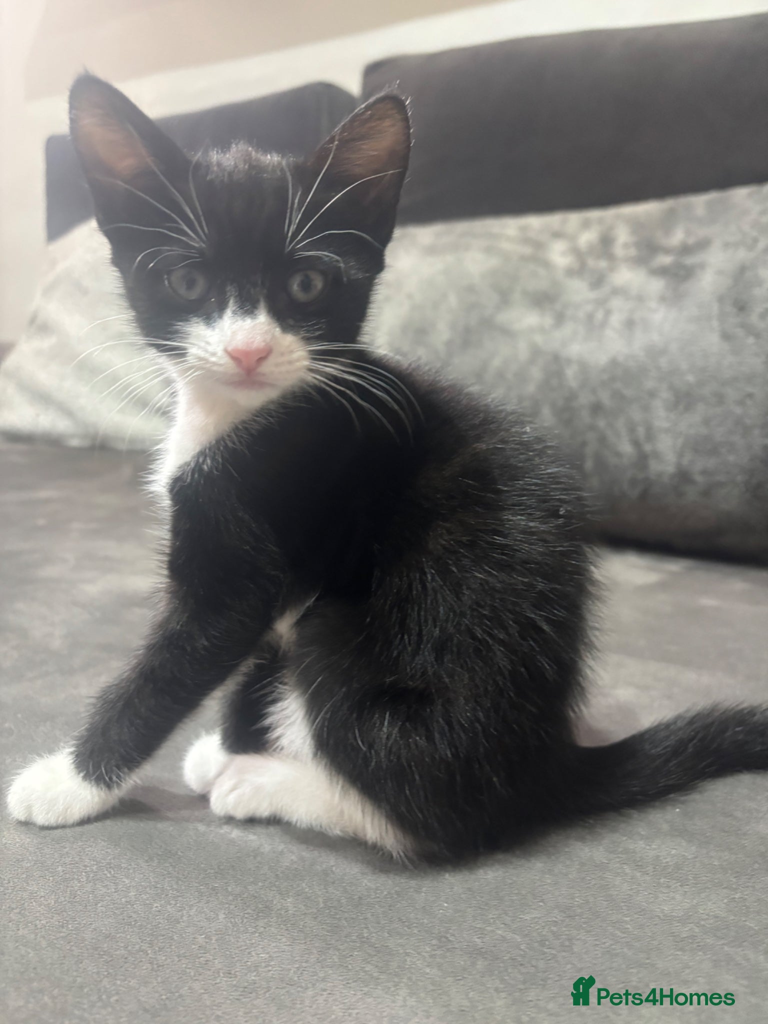 British Shorthair cats Lovely kittenmixed breedsshorth hair bengal tabby  - Advert 2