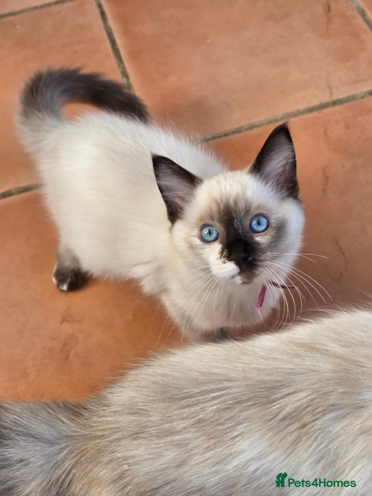 Ragdoll cats TICA/GCCF registered ragdoll kittens - Advert 1