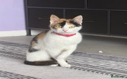 Mixed Breed cats for sale: Pick up only beautiful girl  - Image 3