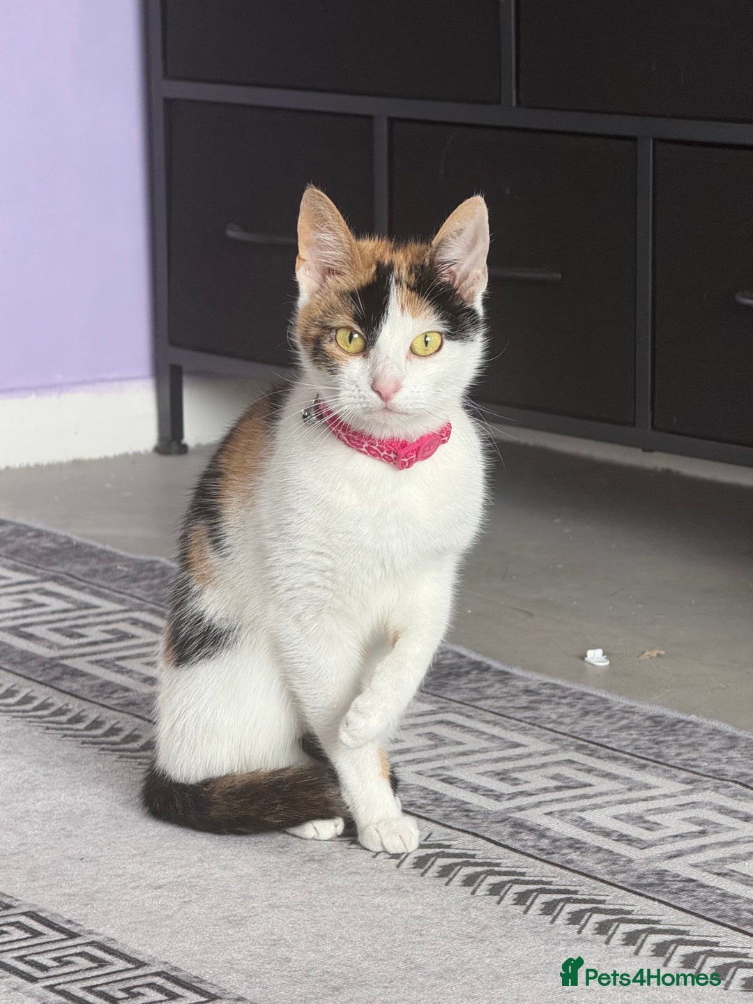 Mixed Breed cats for sale: Pick up only beautiful girl  - Image 3