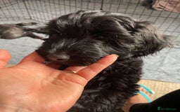 Sproodle dogs for sale: REDUCED 2 x Beautiful F2 Sproodle Girls VACCINATED - Image 29